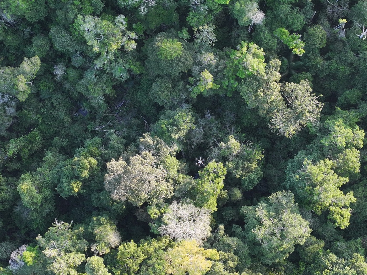 Limelight Rainforest - Partners