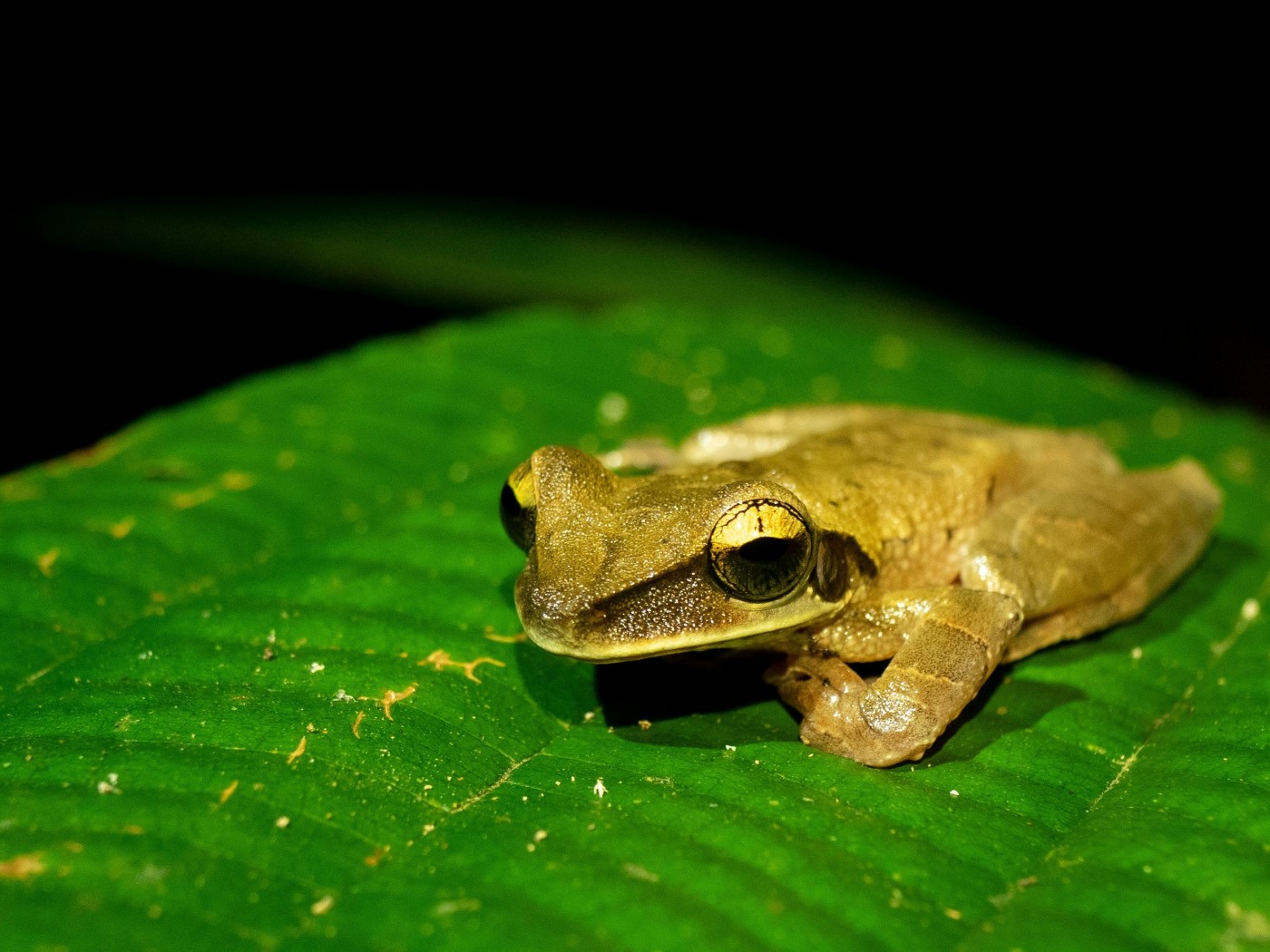 Limelight Rainforest - News and Updates