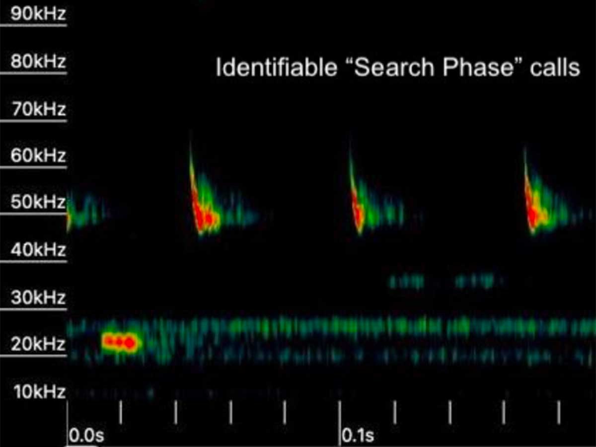 Limelight Rainforest - Acoustic Monitoring 