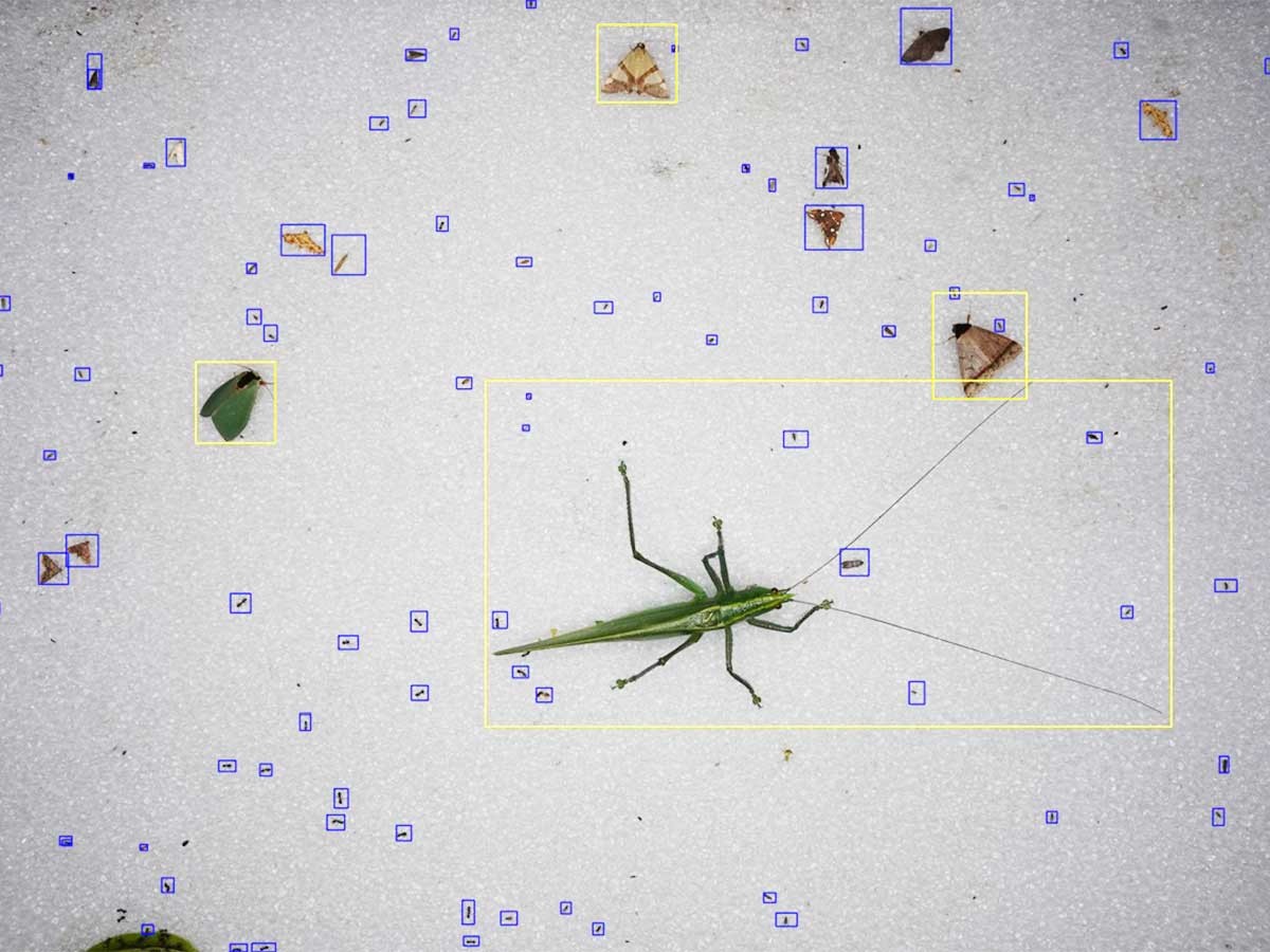 Limelight Rainforest - Insect Monitoring