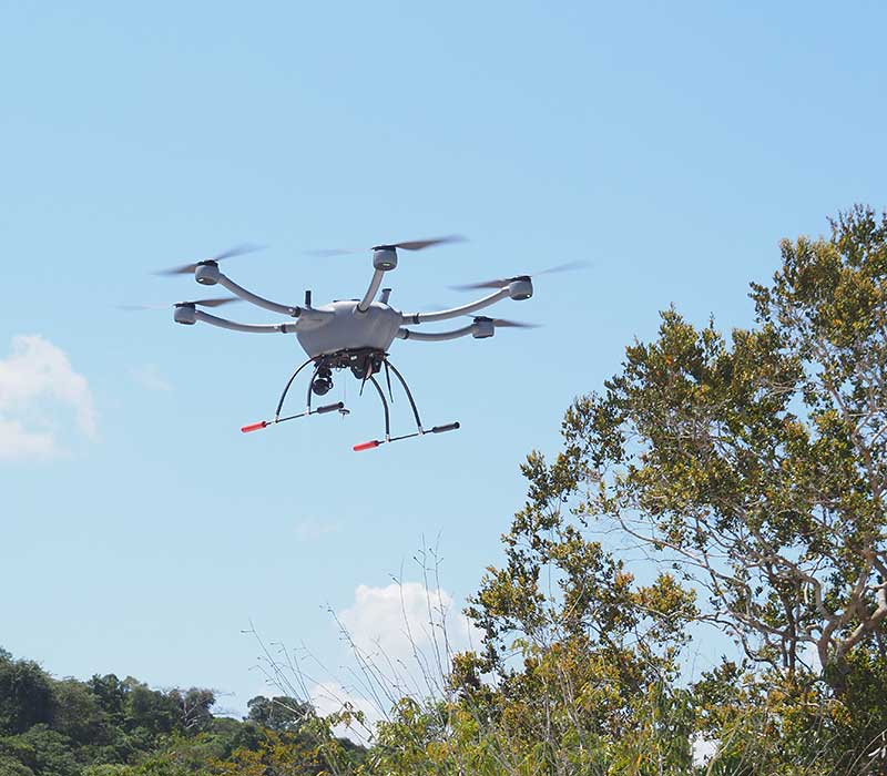 Limelight Rainforest - Home